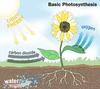 Photosynthesis played 669 times to date.  The basics of photosynthesis is explained and illustrated making the concept easier to understand