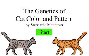 Create-A-Cat played 9,998 times to date and played 10 times this month.  Learn about cat genes as you create them in this special Create-a-Cat game