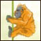 Orangutan Island Adventure played 183 times to date.  Become an orangutan and test your survival skills on the island.