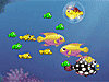 Growing Fish played 1,856 times to date. This is a really fun game.  Play It!