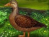 Lucky Duck played 354 times to date.  This little duckling is searching for a nice pond and someone to visit him every day